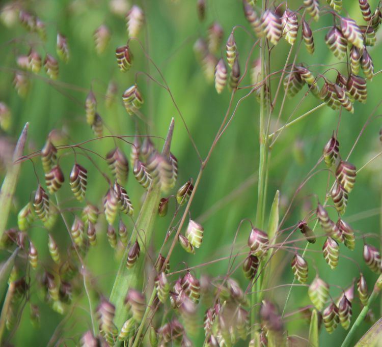 Briza media Common Quaking Grass Briza media Plants Kelways