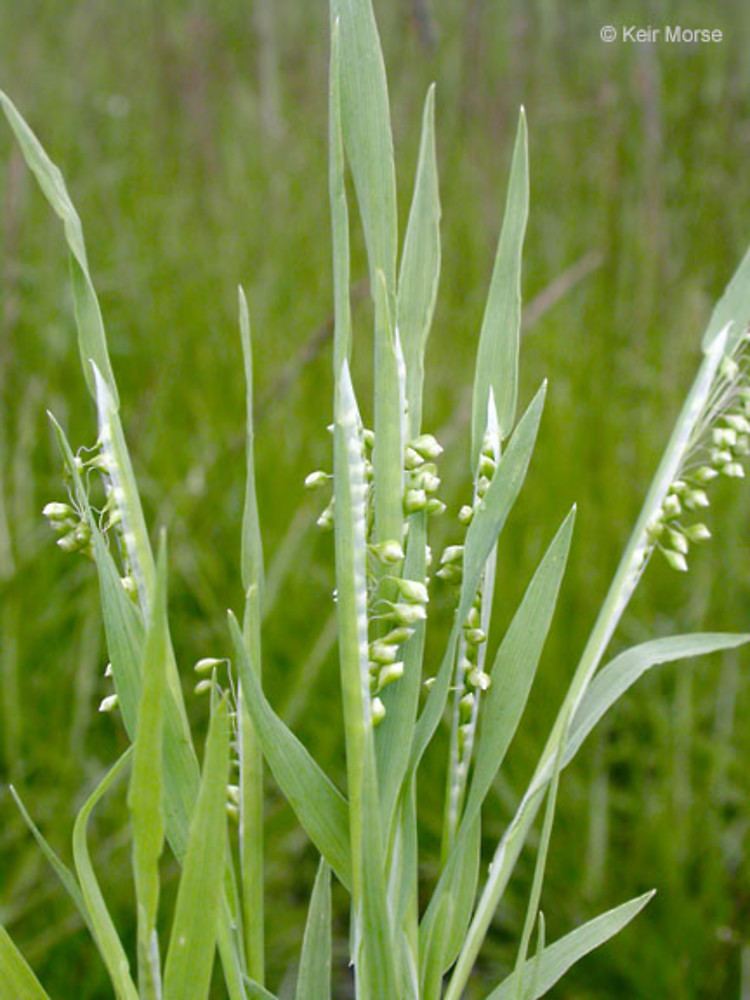 Briza minor Briza minor little quaking grass Go Botany