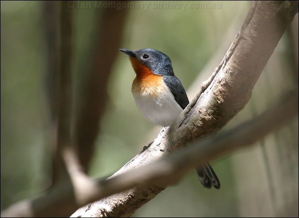 Broad-billed flycatcher Broadbilled Flycatcher photo image 1 of 10 by Ian Montgomery at