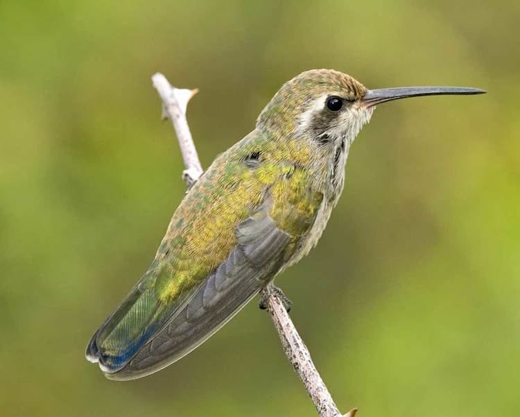 Broad-billed hummingbird Broadbilled Hummingbird Audubon Field Guide