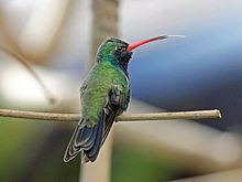 Broad-billed hummingbird httpsuploadwikimediaorgwikipediacommonsthu