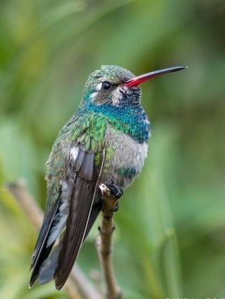 Broad-billed hummingbird Broadbilled Hummingbird Identification All About Birds Cornell