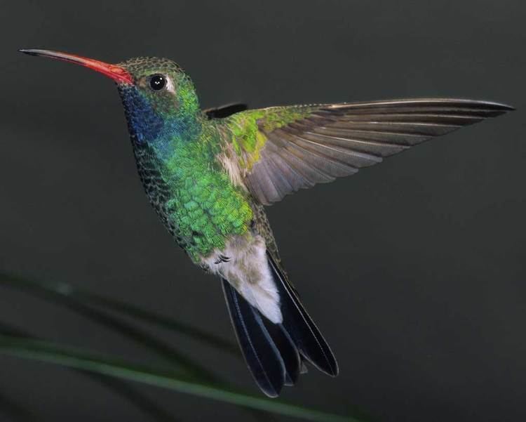 Broad-billed hummingbird Broadbilled Hummingbird Audubon Field Guide