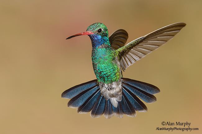 Broad-billed hummingbird wwwalanmurphyphotographycom