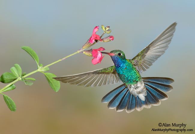 Broad-billed hummingbird wwwalanmurphyphotographycom