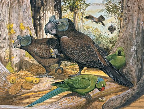 Broad-billed parrot Broadbilled Parrot Lophopsittacus mauritianus Extinct bird species