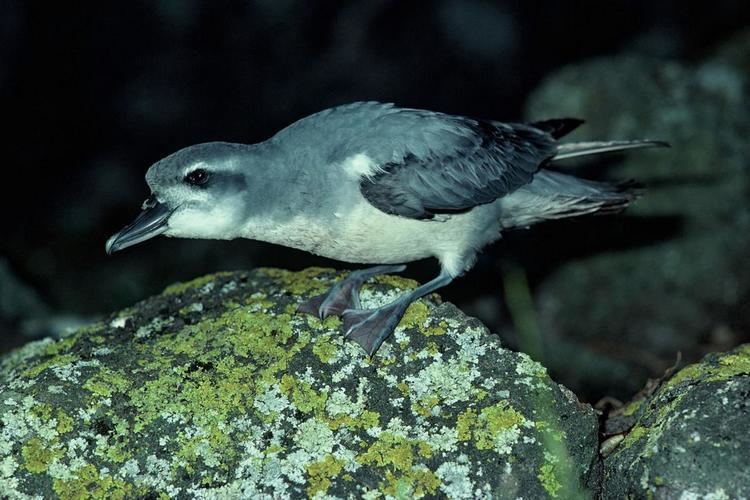 Broad-billed prion Broadbilled prion New Zealand Birds Online