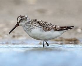 Broad-billed sandpiper Broadbilled Sandpiper BirdLife Australia