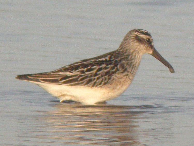 Broad-billed sandpiper Broadbilled Sandpiper gobirdingeu