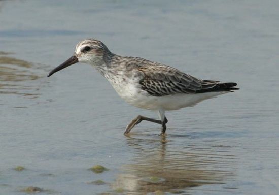 Broad-billed sandpiper Broadbilled Sandpiper BirdForum Opus