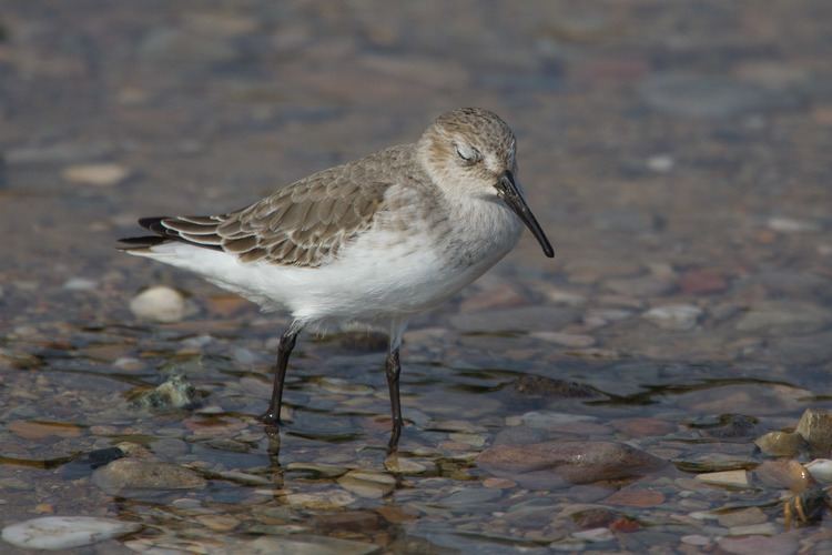 Broad-billed sandpiper Broadbilled Sandpiper Identify this Wildlife The RSPB Community