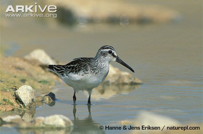 Broad-billed sandpiper Broadbilled sandpiper videos photos and facts Limicola