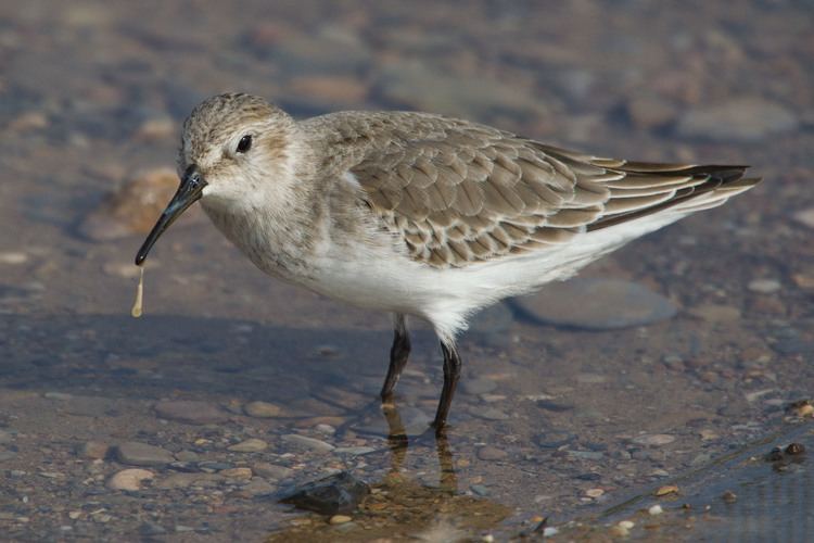 Broad-billed sandpiper Broadbilled Sandpiper Identify this Wildlife The RSPB Community