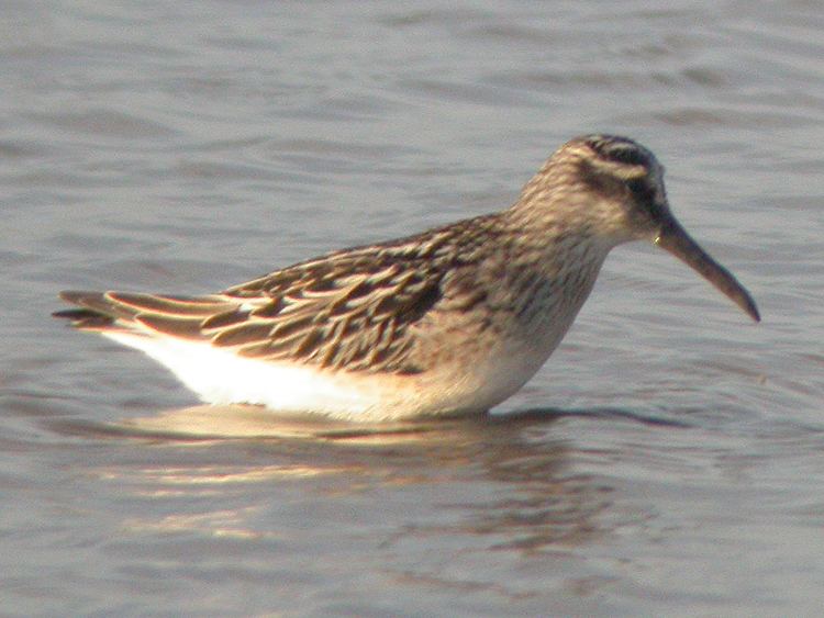 Broad-billed sandpiper wwwgobirdingeuImagesWadersBroadbilledSandpipe