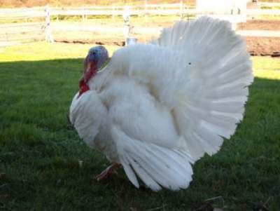 Broad Breasted White turkey httpswwwpurelypoultrycomimagesturkeyswhite