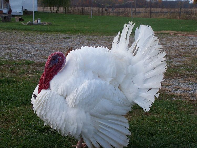 Broad Breasted White turkey Broad Breasted White tom turkey Breezee Acres Farm Flickr