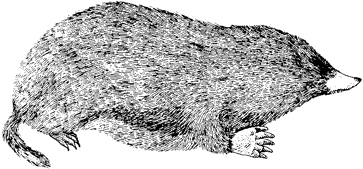 Broad-footed mole sibrcommammalsM018gif