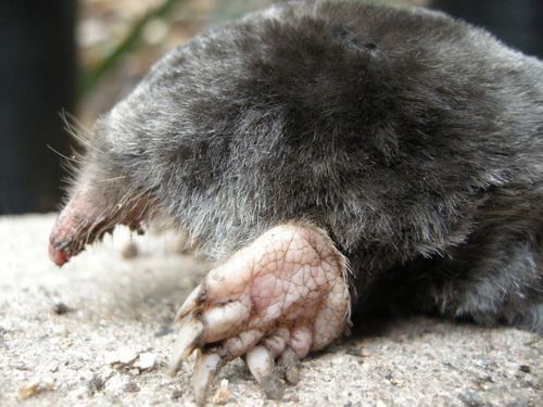 Broad-footed mole Broadfooted Mole observed by bobdodge on May 14 2011