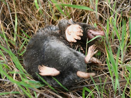 Broad-footed mole Broadfooted Mole Scapanus latimanus iNaturalistorg