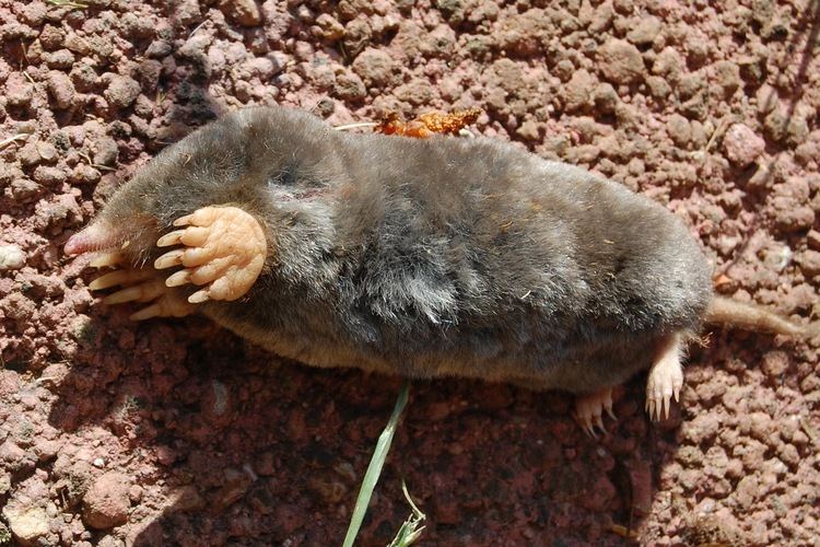 Broad-footed mole blackoaknaturalist Encounters with Nature in My Yard