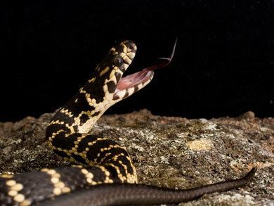 Broad-headed snake Australia39s most endangered snake might need burning News and