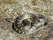 Broad-headed snake httpsuploadwikimediaorgwikipediacommonsthu