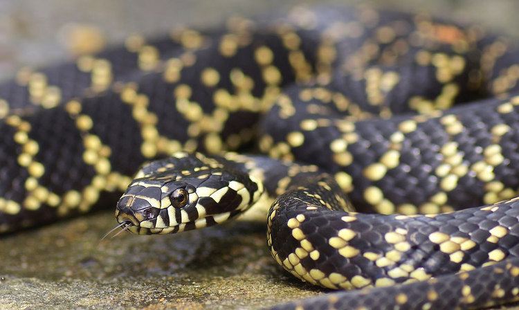 Broad-headed snake Broad headed snake or Hoplocephalus bungaroides This snake Flickr
