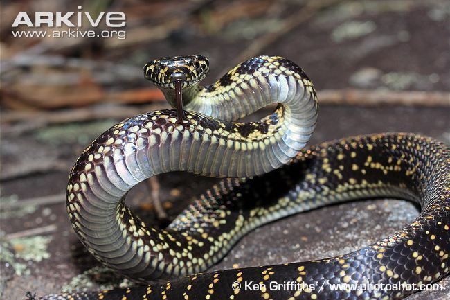 Broad-headed snake Broadheaded snake videos photos and facts Hoplocephalus