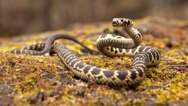 Broad-headed snake Removal of Sandstone Rock for Decorative Purposes Harms Australian