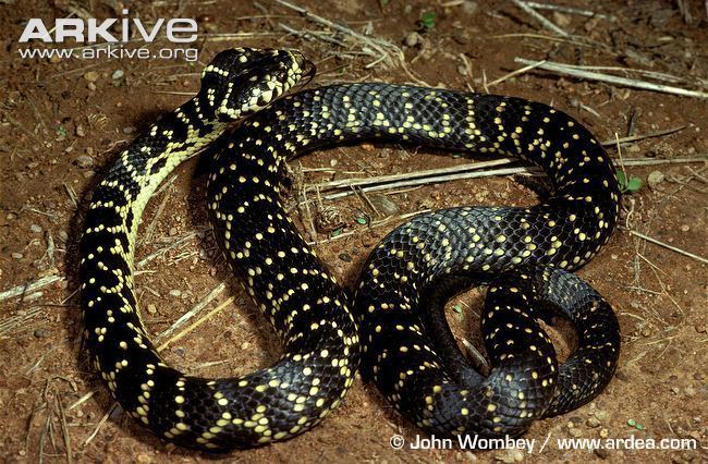 Broad-headed snake Broadheaded snake photo Hoplocephalus bungaroides G36942 ARKive