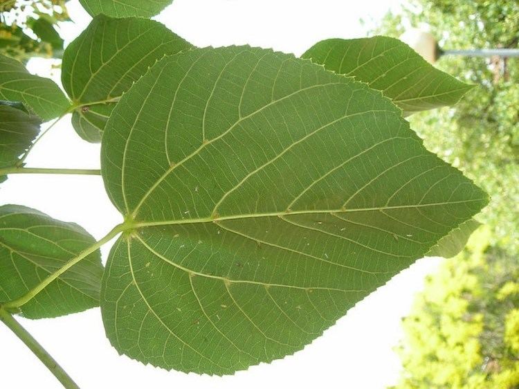Broad-leaved tree Leaves resist gravitational loading Plants AskNature