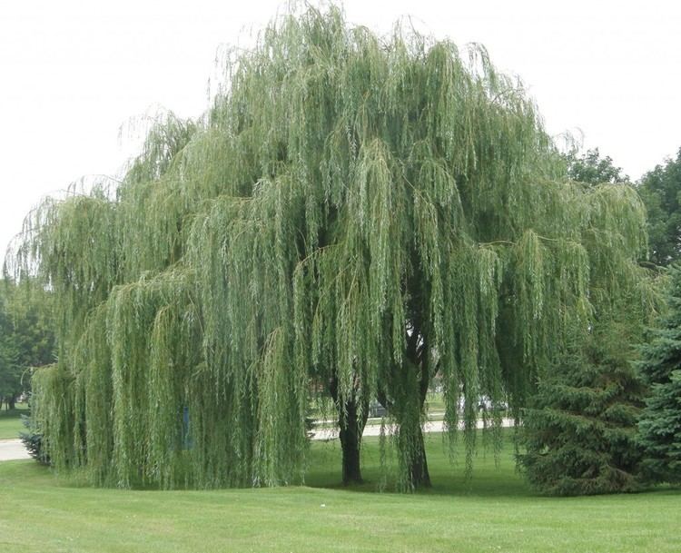 Broad-leaved tree Using broadleaved trees such as willow trees are costefficient