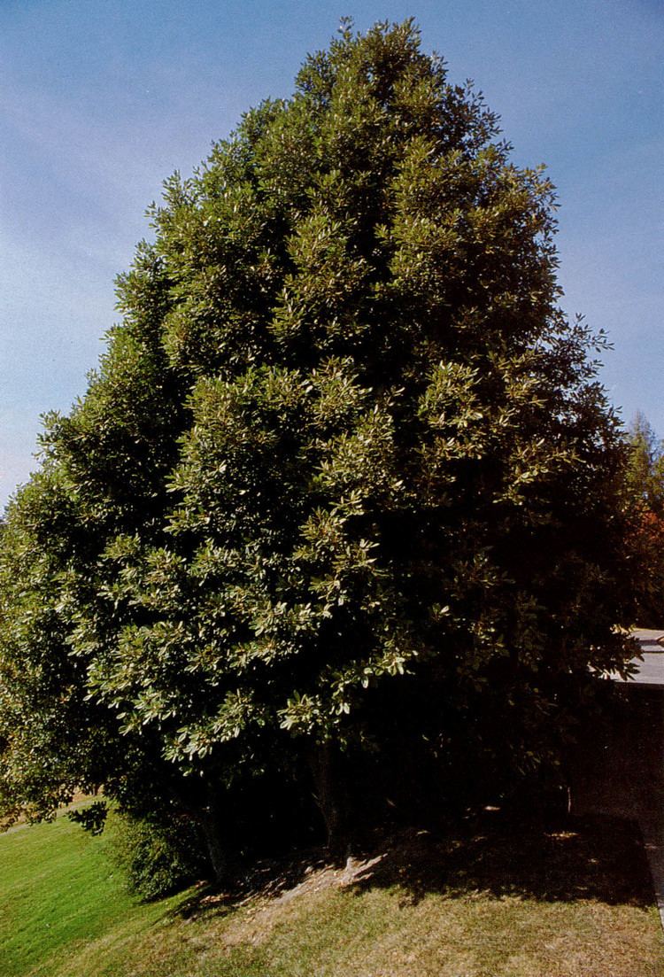Broad-leaved tree Pacific Horticulture Society Broadleaved Evergreen Trees for the