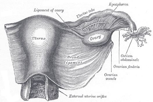 Broad ligament of the uterus