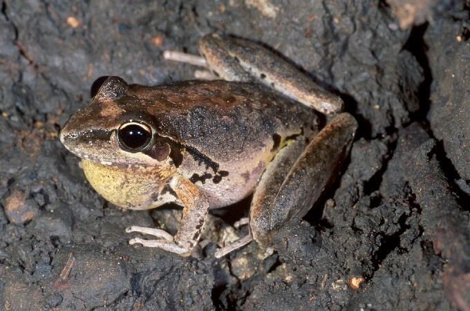 Broad-palmed frog Broad palmed rocketfrog Litoria latopalmata Department of