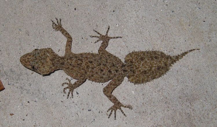 Broad-tailed gecko FileBroad tailed geckopng Wikimedia Commons