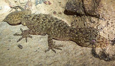 Broad-tailed gecko Broadtailed gecko Wikipedia