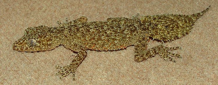 Broad-tailed gecko TrekNature Broadtailed Gecko Photo