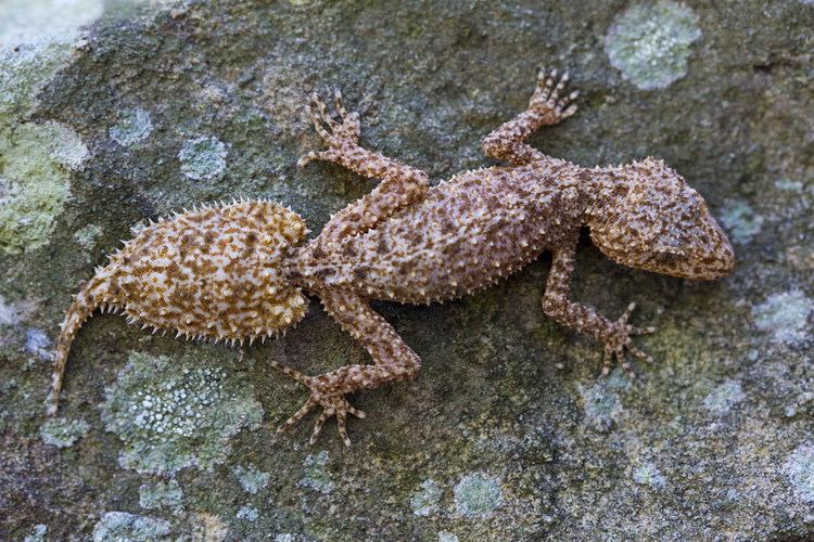 Broad-tailed gecko Broadtailed Gecko Phyllurus platurus Australia BT383 Flickr