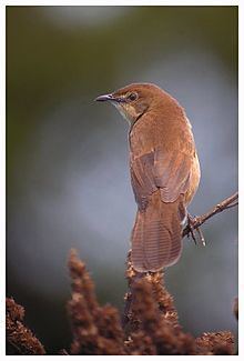 Broad-tailed grassbird httpsuploadwikimediaorgwikipediacommonsthu
