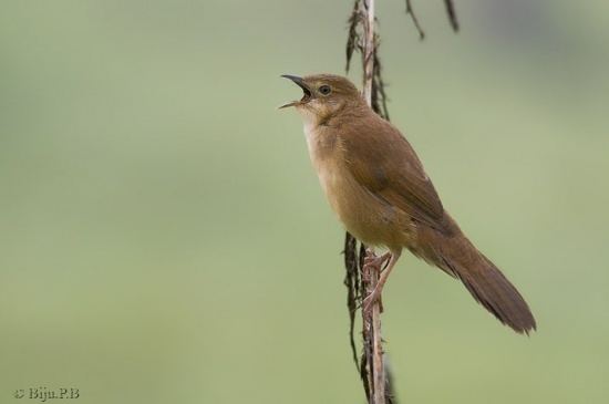 Broad-tailed grassbird Broadtailed Grassbird BirdForum Opus
