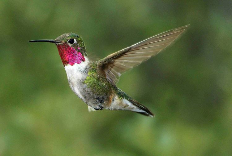 Broad tailed hummingbird - Alchetron, the free social encyclopedia