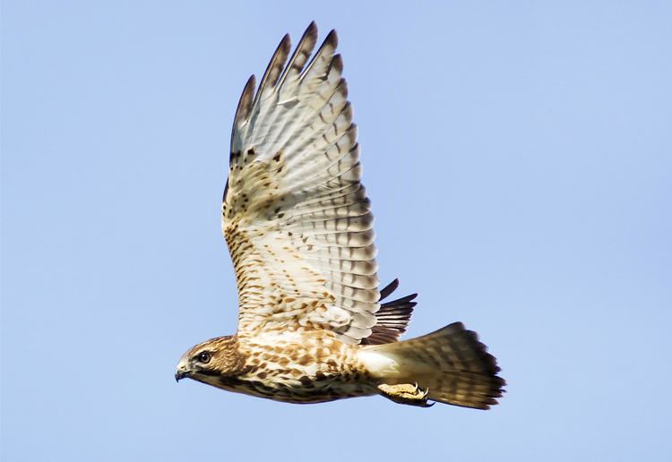 Broad-winged hawk Broadwinged Hawk Audubon Field Guide