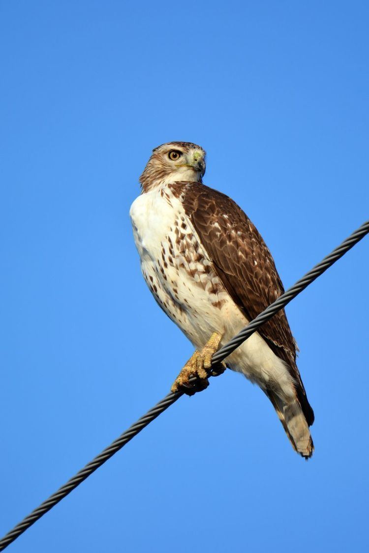 Broad-winged hawk BroadWinged Hawks BroadWinged Hawk Pictures BroadWinged Hawk