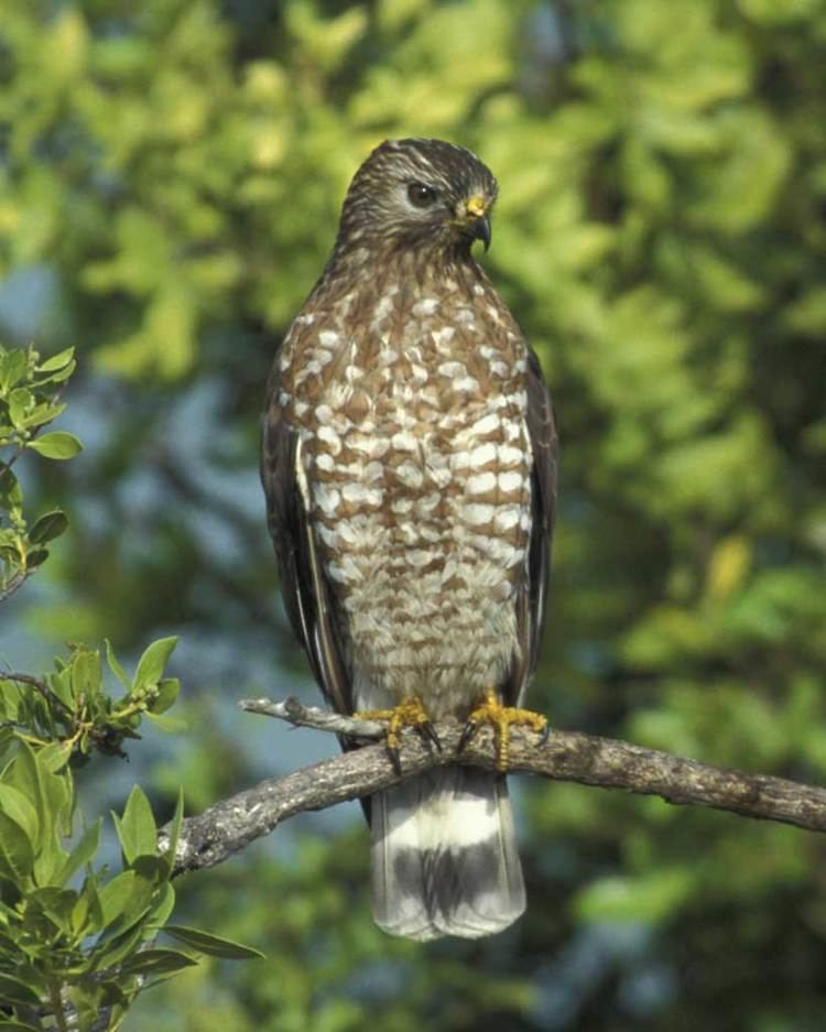 Broad-winged hawk Broadwinged Hawk Audubon Field Guide