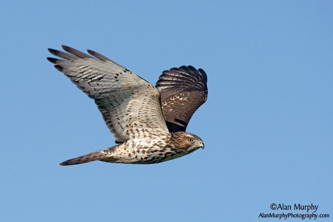 Broad-winged hawk wwwalanmurphyphotographycom