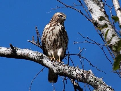 Broad-winged hawk Broadwinged Hawk Identification All About Birds Cornell Lab of