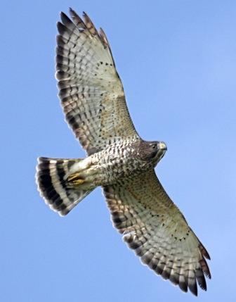 Broad-winged hawk Broadwinged hawk Nongame New Hampshire Fish and Game Department