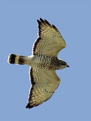 Broad-winged hawk httpswwwallaboutbirdsorgguidePHOTOLARGEBW