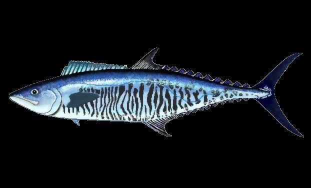 Broadbarred king mackerel